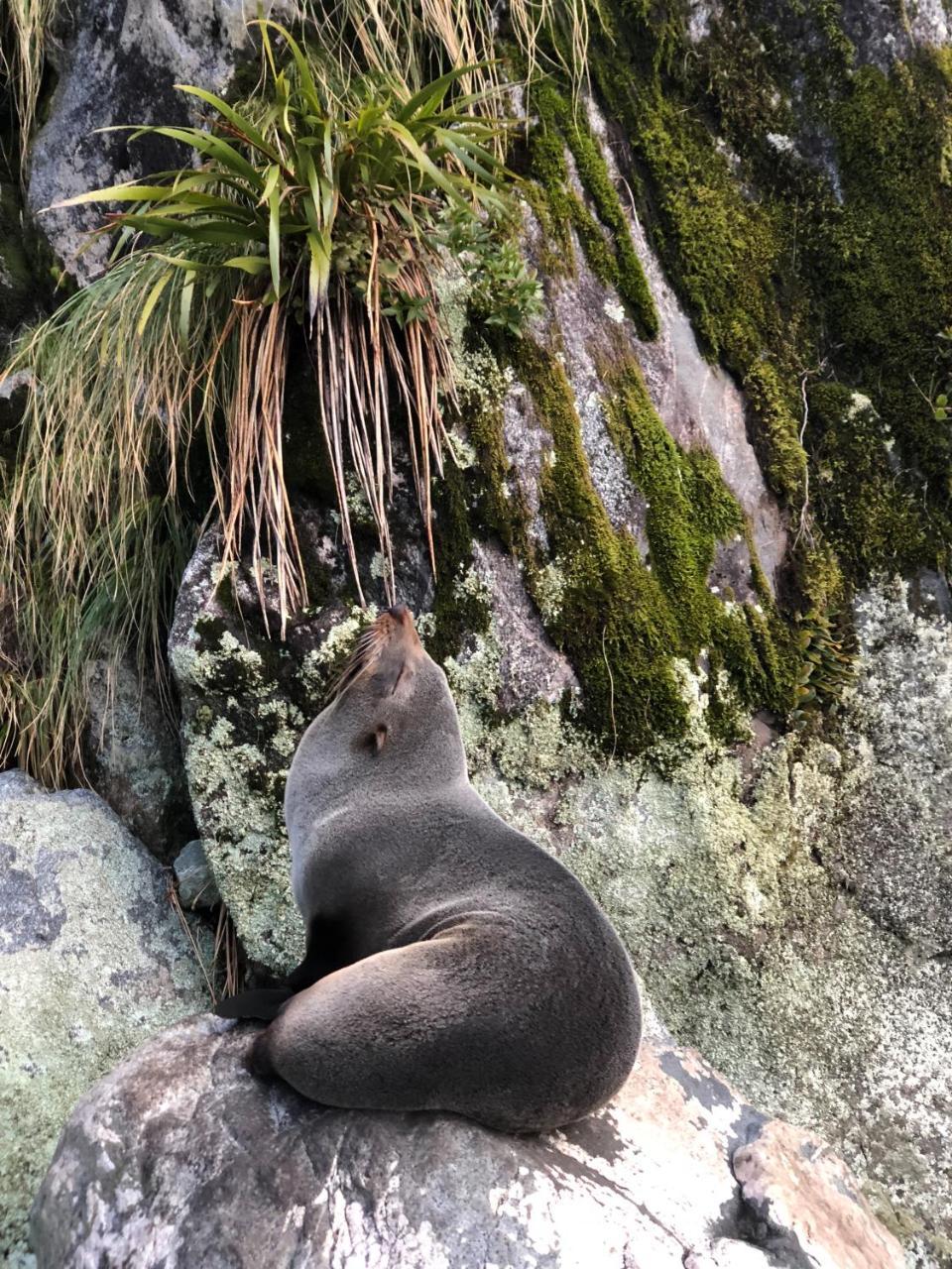 Milford Sound Overnight Cruise - Fiordland Discovery Hotel Luaran gambar